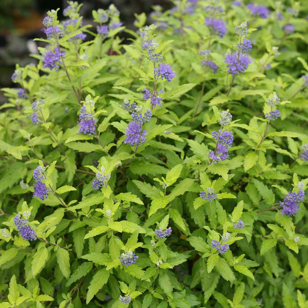 Yellow foliage and blue flowers on Sunshine Blue II Caryopteris